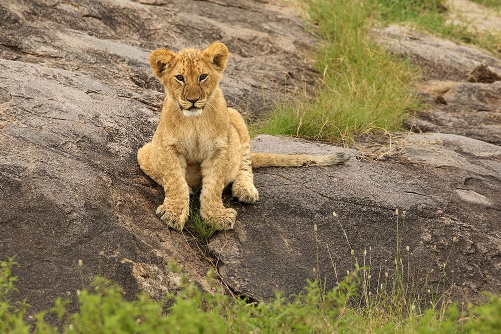 Lion Cub-Panthera leo-Serengeti National Park-Tanzania-Africa
